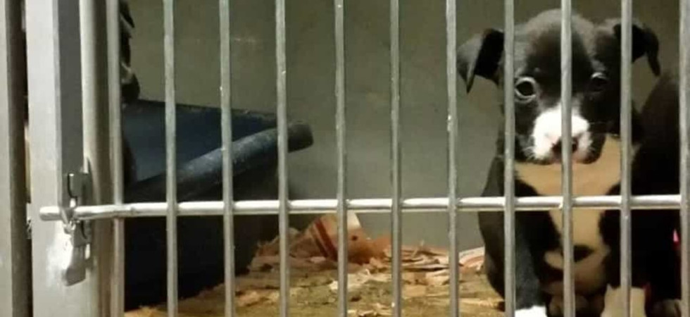 Abbandono dei cani, l'appello da Trento: In troppi si 'innamorano' sui social
